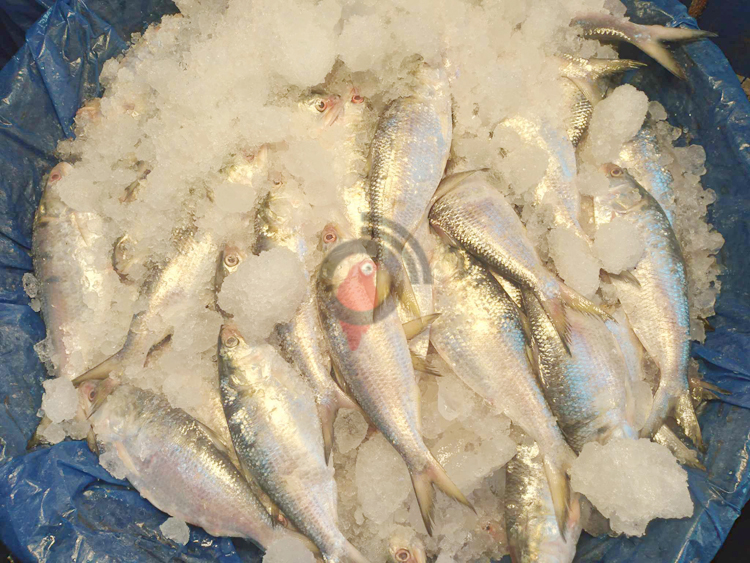 চড়া দাম, ভরা মৌসুমেও পাতে উঠছে না ইলিশ