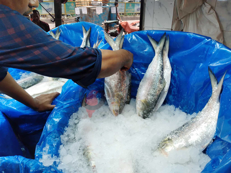 চড়া দাম, ভরা মৌসুমেও পাতে উঠছে না ইলিশ
