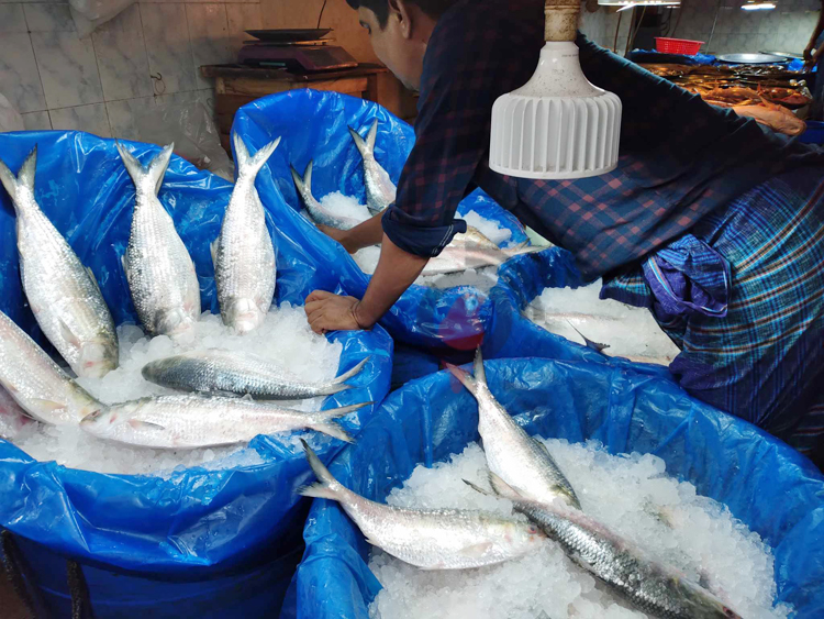 চড়া দাম, ভরা মৌসুমেও পাতে উঠছে না ইলিশ