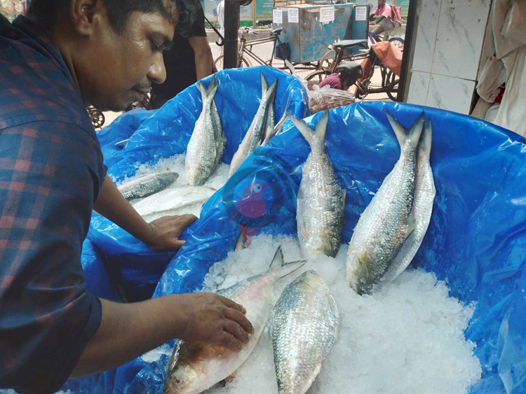 চড়া দাম, ভরা মৌসুমেও পাতে উঠছে না ইলিশ