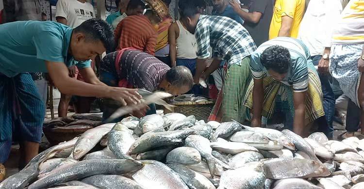 ইলিশের দাম কেজিতে কমেছে ২০০ টাকা