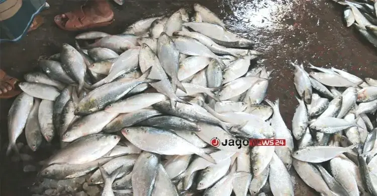 মা ইলিশকে প্রজনন মৌসুমে নির্বিঘ্নে ডিম ছাড়ার সুযোগ দিন