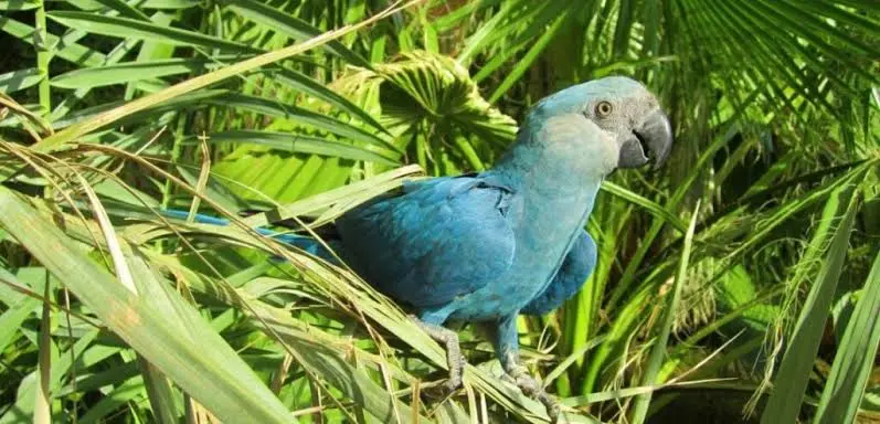 স্পিক্স ম্যাকাওয়ের প্রাকৃতিক আবাস ছিল ব্রাজিলের উত্তর-পূর্বাঞ্চলের কাতিঙ্গা অঞ্চলে