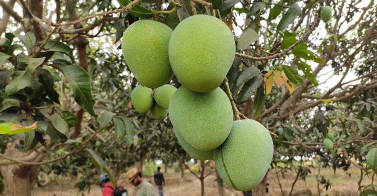 এক সপ্তাহের মধ্যেই বাজারে আসছে চাঁপাইনবাবগঞ্জের আম