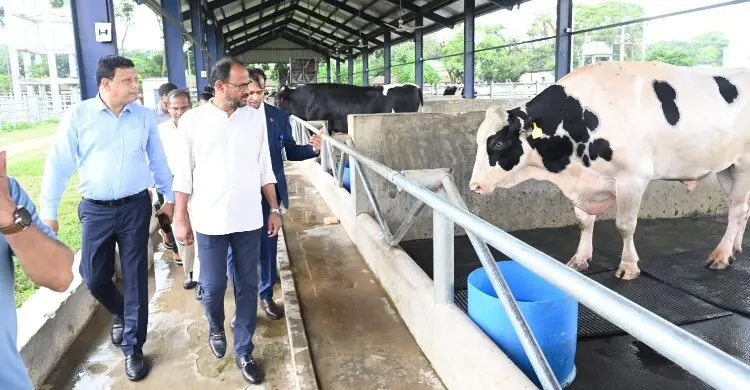 দেশি জাতের গবাদিপশু উন্নয়নে কার্যকর পদক্ষেপ নেওয়া হবে