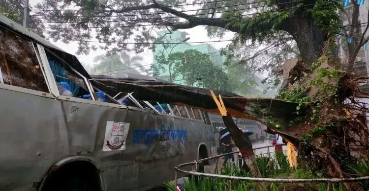 জবি ক্যাম্পাসে ভেঙে পড়লো গাছ, দুমড়েমুচড়ে গেলো বাস