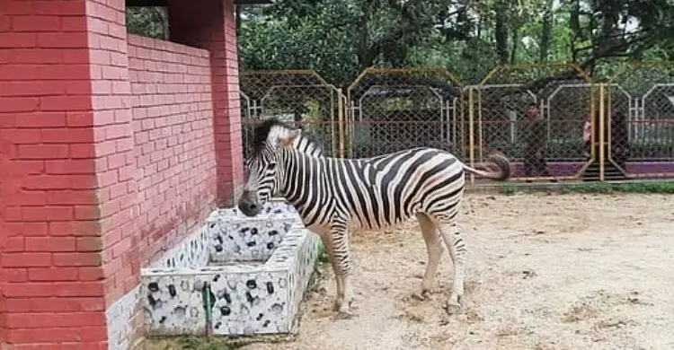 ‌‘এক জোড়া বাঘের বিনিময়ে ৩ জোড়া জেব্রা’