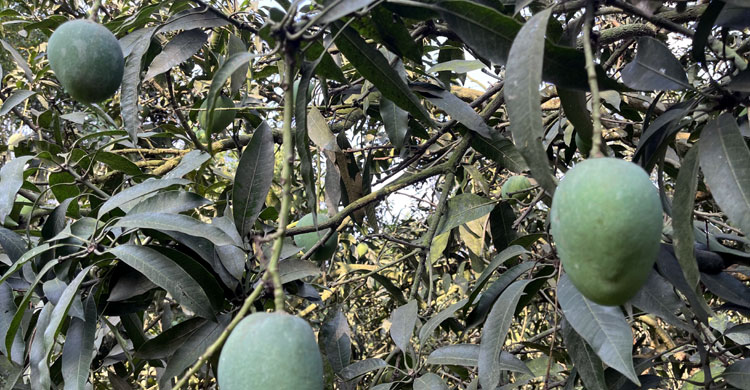 এক সপ্তাহের মধ্যেই বাজারে আসছে চাঁপাইনবাবগঞ্জের আম