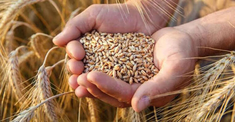 সুইজার‌ল্যান্ড থেকে ৩৬ টাকা কেজিতে গম কিনছে সরকার