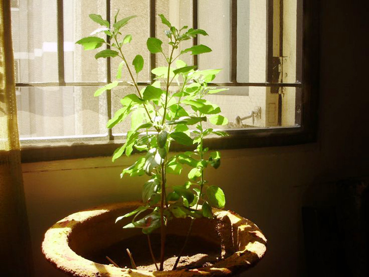 মানসিক চাপ কমাতে ঘরে রাখুন এই গাছ