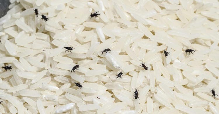 চালের পোকা দূর করার সহজ উপায়