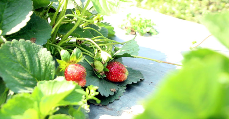 মেয়ের শখ মেটাতে স্ট্রবেরি চাষ, বিক্রি ১৮ লাখ টাকা