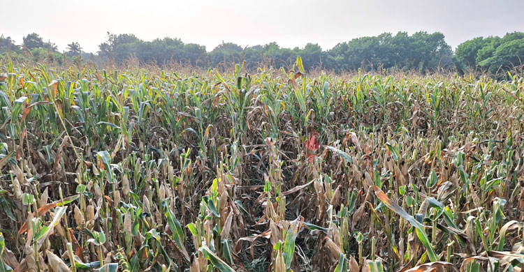 ঝিনাইদহ