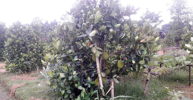 থাইল্যান্ডের বারোমাসি কাঁঠালে হাবিব খানের সাফল্য