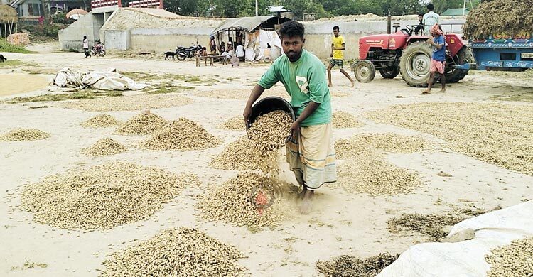 বাদাম চাষে আগ্রহ বাড়ছে ভৈরবের কৃষকদের