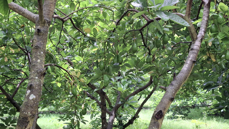 ঝিনাইদহে বিদেশি ফল চাষে সম্ভাবনা, আগ্রহী কৃষকেরা