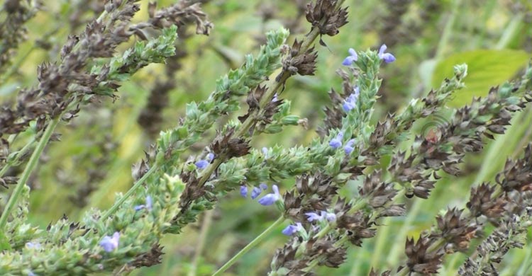 মরু অঞ্চলের ‘চিয়া সিড’ চাষে শেরপুরে নতুন সম্ভাবনা