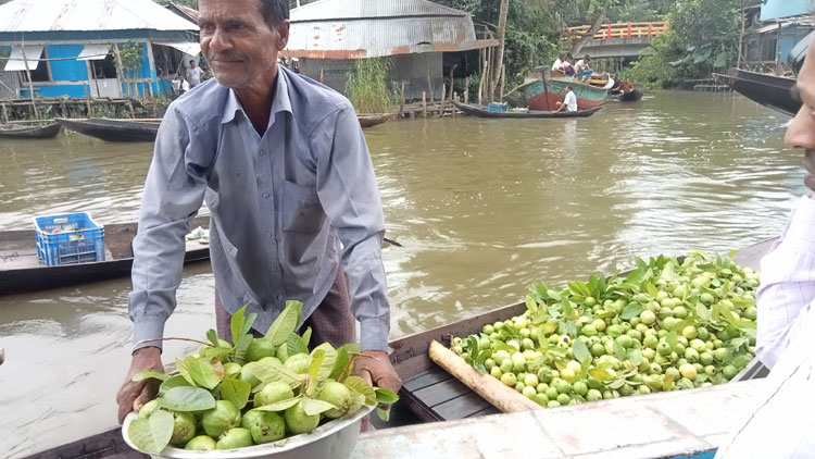 পেয়ারার উৎপাদন কম, ভালো দামেও খুশি নন চাষিরা
