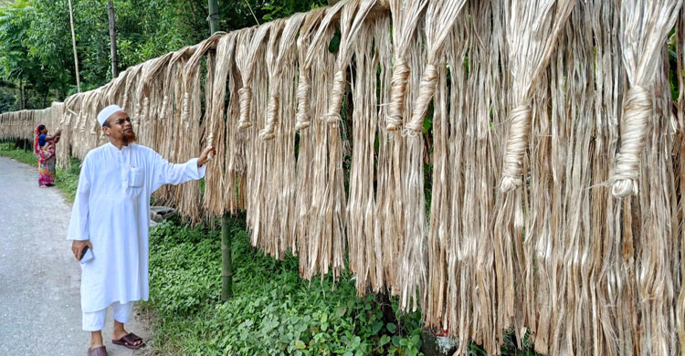 ফরিদপুরে ‘সবুজ সোনা’ চাষে লাভবান কৃষক