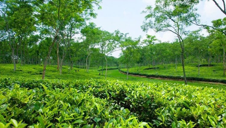মোহনীয় জাদুতে ঘেরা ক্যামেলিয়া লেক