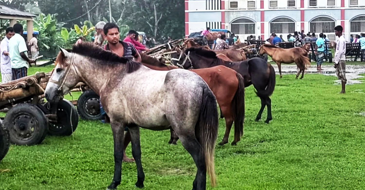 ঘোড়ার ‘রিমান্ড’ দেখতে যেতে পারেন তুলসীপুরে