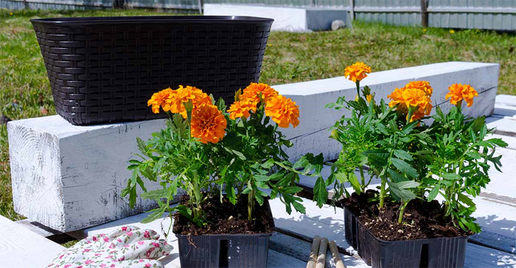 শীতের আগে গাঁদা ফুল গাছের যত্ন নিতে যা করবেন