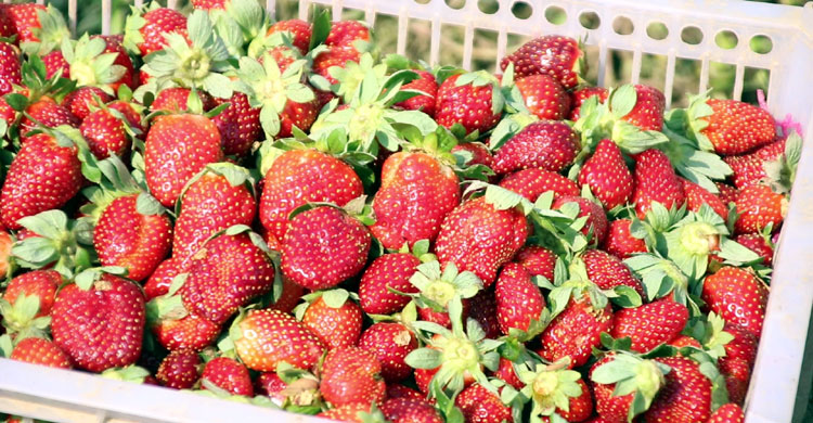 মেয়ের শখ মেটাতে স্ট্রবেরি চাষ, বিক্রি ১৮ লাখ টাকা