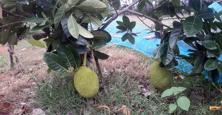 থাইল্যান্ডের বারোমাসি কাঁঠালে হাবিব খানের সাফল্য