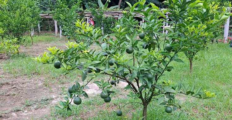 বিদেশি আঙুরসহ মিশ্র ফল বাগানে স্বপ্ন দেখছেন জিল্লু