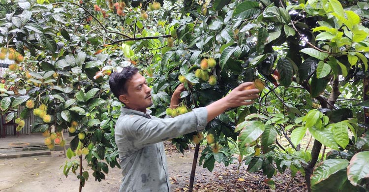 রাম্বুটান চাষে প্রবাসফেরত আফজাল শেখের ভাগ্যবদল