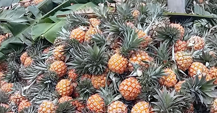 আনারসের বাম্পার ফলন, মাত্রাতিরিক্ত কেমিক্যাল প্রয়োগ