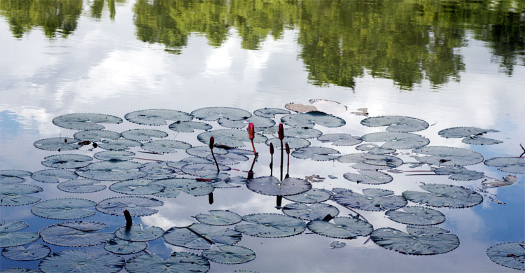 একদিনে ঘুরে আসুন জাতীয় স্মৃতিসৌধ