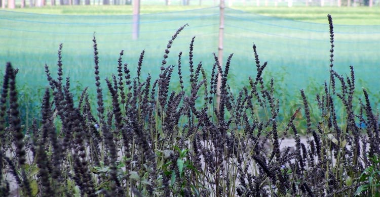 মরু অঞ্চলের ‘চিয়া সিড’ চাষে শেরপুরে নতুন সম্ভাবনা