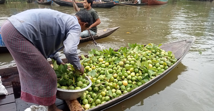 পেয়ারার উৎপাদন কম, ভালো দামেও খুশি নন চাষিরা