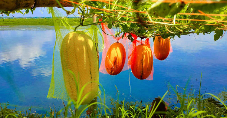 দেবহাটায় মাছের ঘেরে তরমুজ চাষ, কৃষকের মুখে হাসি