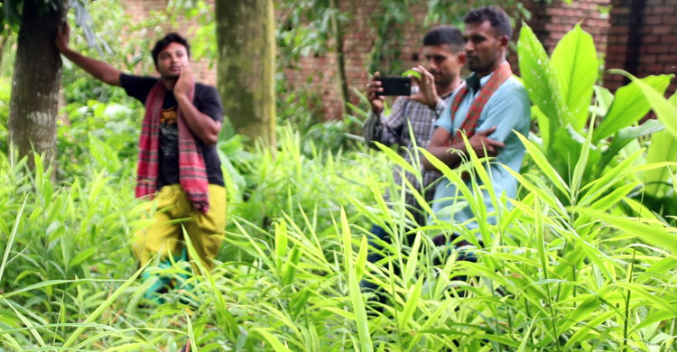 মেহেরপুরে পতিত জমিতে বস্তায় আদা চাষ বাড়ছে