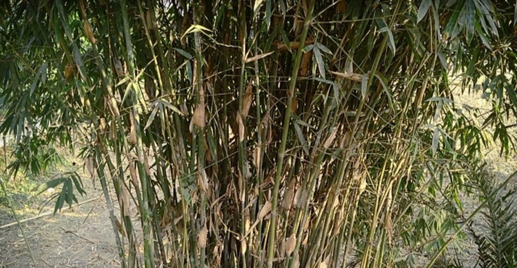 গ্রামজুড়ে চলছে চুলার আগুনে বাঁশ সেঁকা