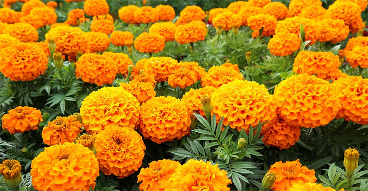 শীতের আগে গাঁদা ফুল গাছের যত্ন নিতে যা করবেন