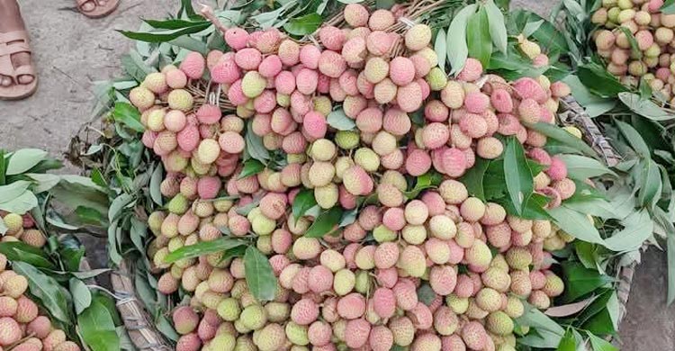 ঈশ্বরদীর হাট-বাজারে অপরিপক্ব লিচু, দামও চড়া