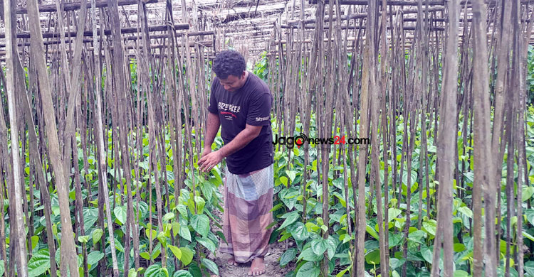 পান চাষে মন্দা, চা‌ষিদের মন খারাপ