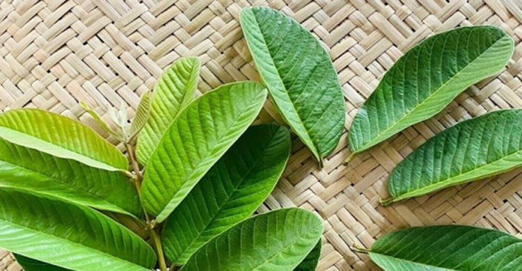 পেয়ারা পাতার গুণে পাবেন মাথাভর্তি চুল