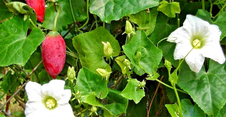 তেলাকুচা পাতার যত উপকারিতা