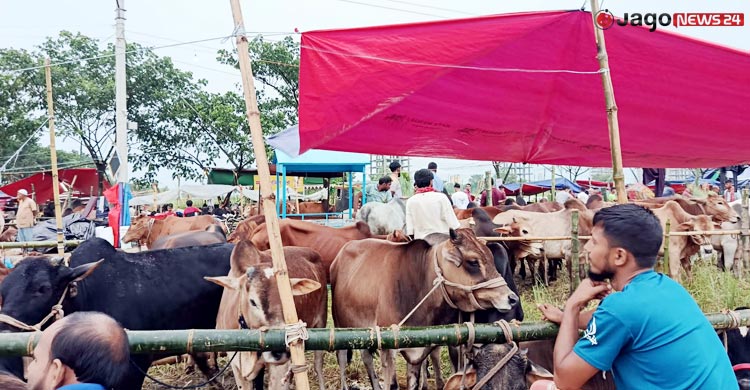 ঢাকায় গরু আনতে বাড়তি গুনতে হচ্ছে ৬-৮ হাজার টাকা