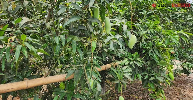 গবেষণায় রাজশাহীর ফলচাষে নীরব বিপ্লব