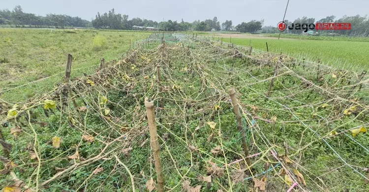 মাঠে কৃষকের হাহাকার, বাজারে ভোক্তার নাভিশ্বাস