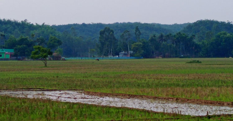 সবুজে ঘেরা শেরপুরের রাজার পাহাড়