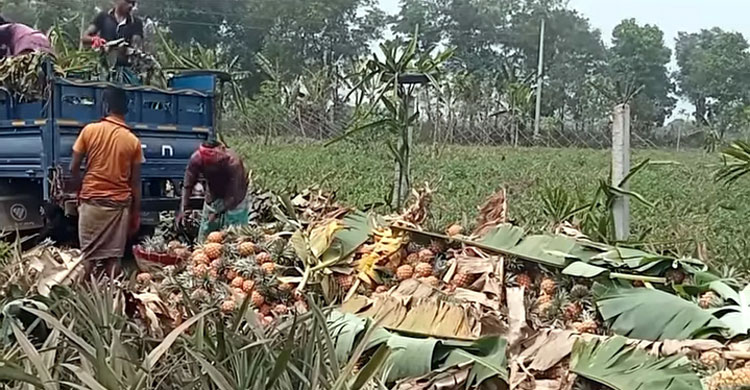 আনারসের বাম্পার ফলন, মাত্রাতিরিক্ত কেমিক্যাল প্রয়োগ