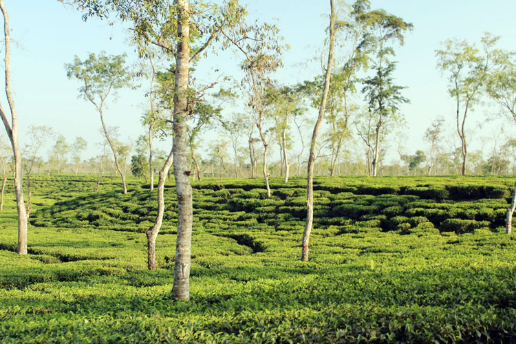 মোহনীয় জাদুতে ঘেরা ক্যামেলিয়া লেক