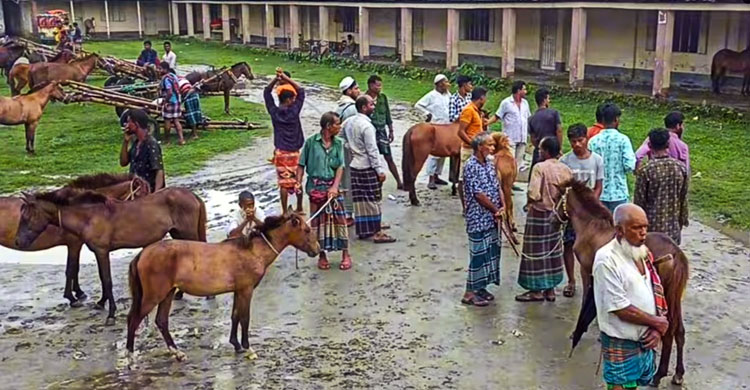 ঘোড়ার ‘রিমান্ড’ দেখতে যেতে পারেন তুলসীপুরে