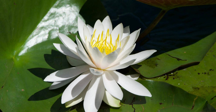 রূপচর্চায় শাপলার ব্যবহার